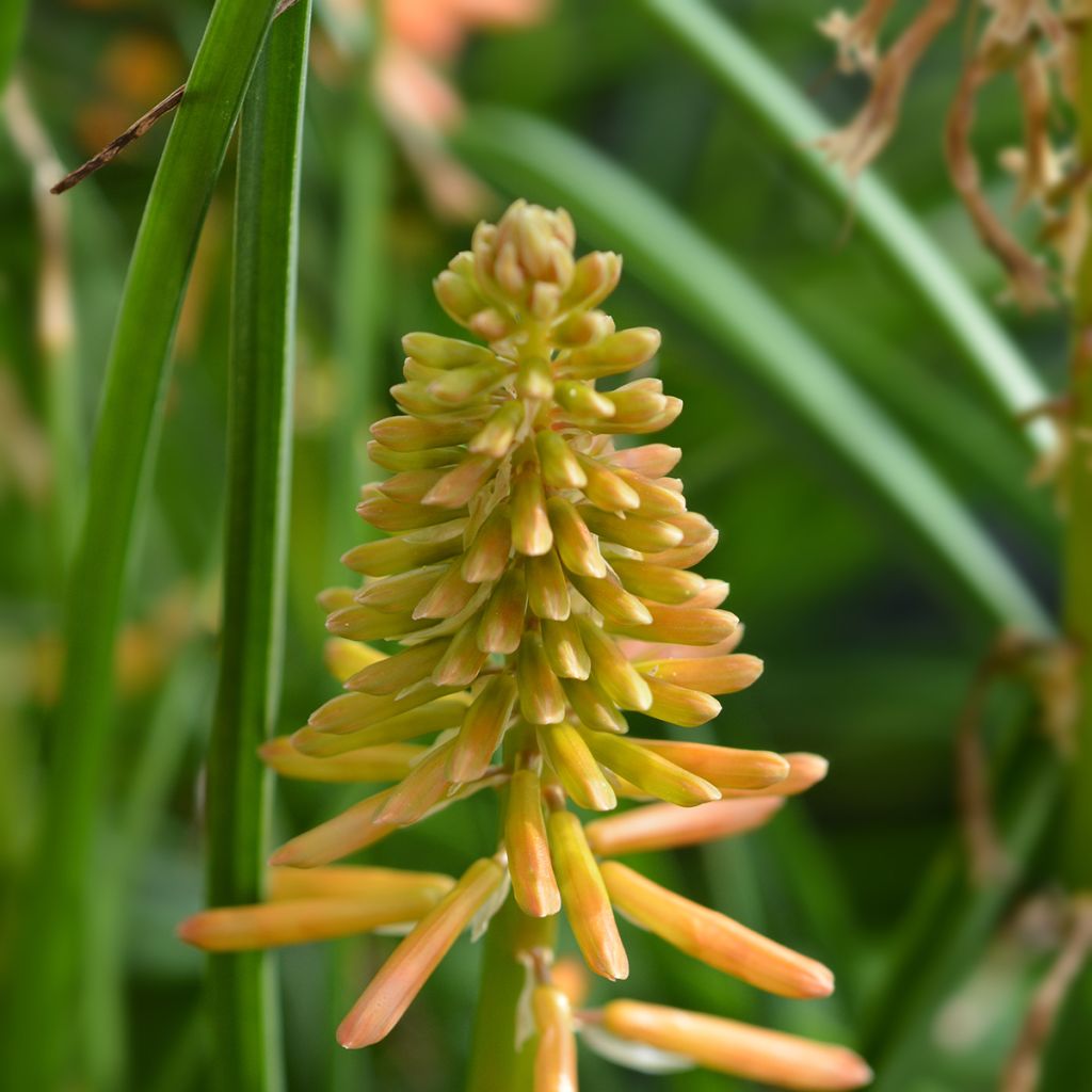 Fackellilie Papaya Popsicle - Kniphofia