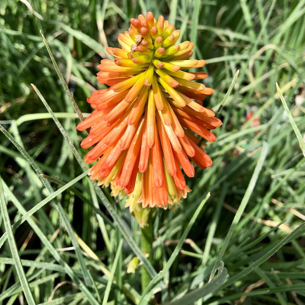 Fackellilie Papaya Popsicle - Kniphofia