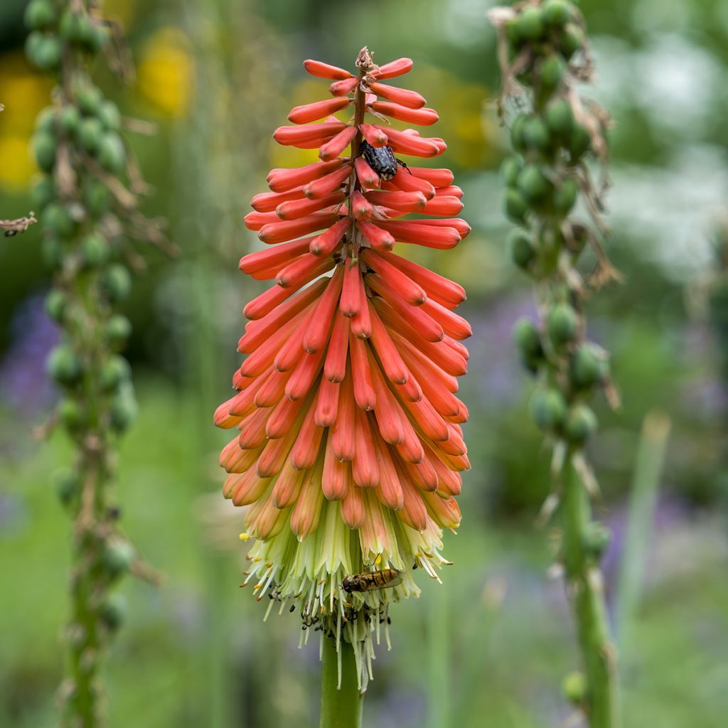 Tritoma - Kniphofia Papaya Popsicle