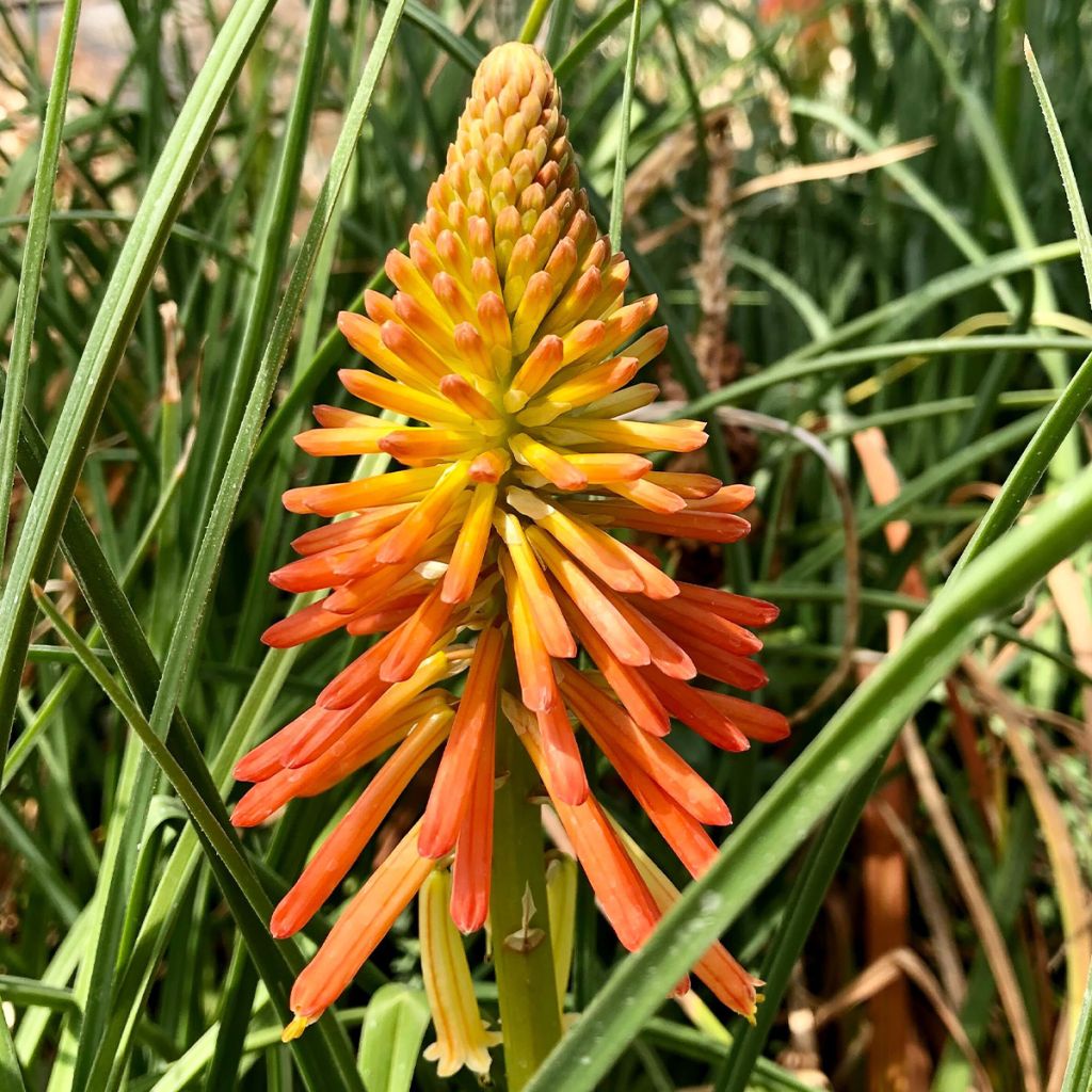 Fackellilie Papaya Popsicle - Kniphofia