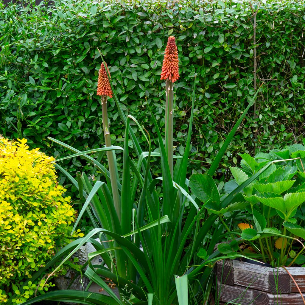 Fackellilie Papaya Popsicle - Kniphofia