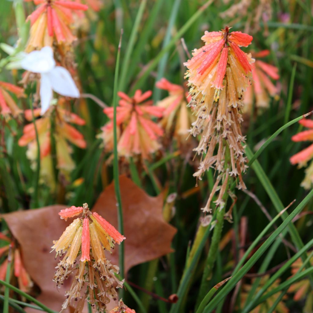 Fackellilie Papaya Popsicle - Kniphofia