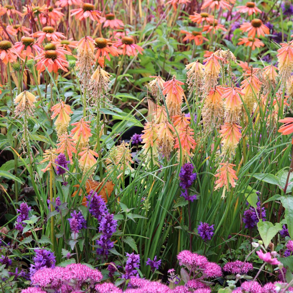 Fackellilie Papaya Popsicle - Kniphofia