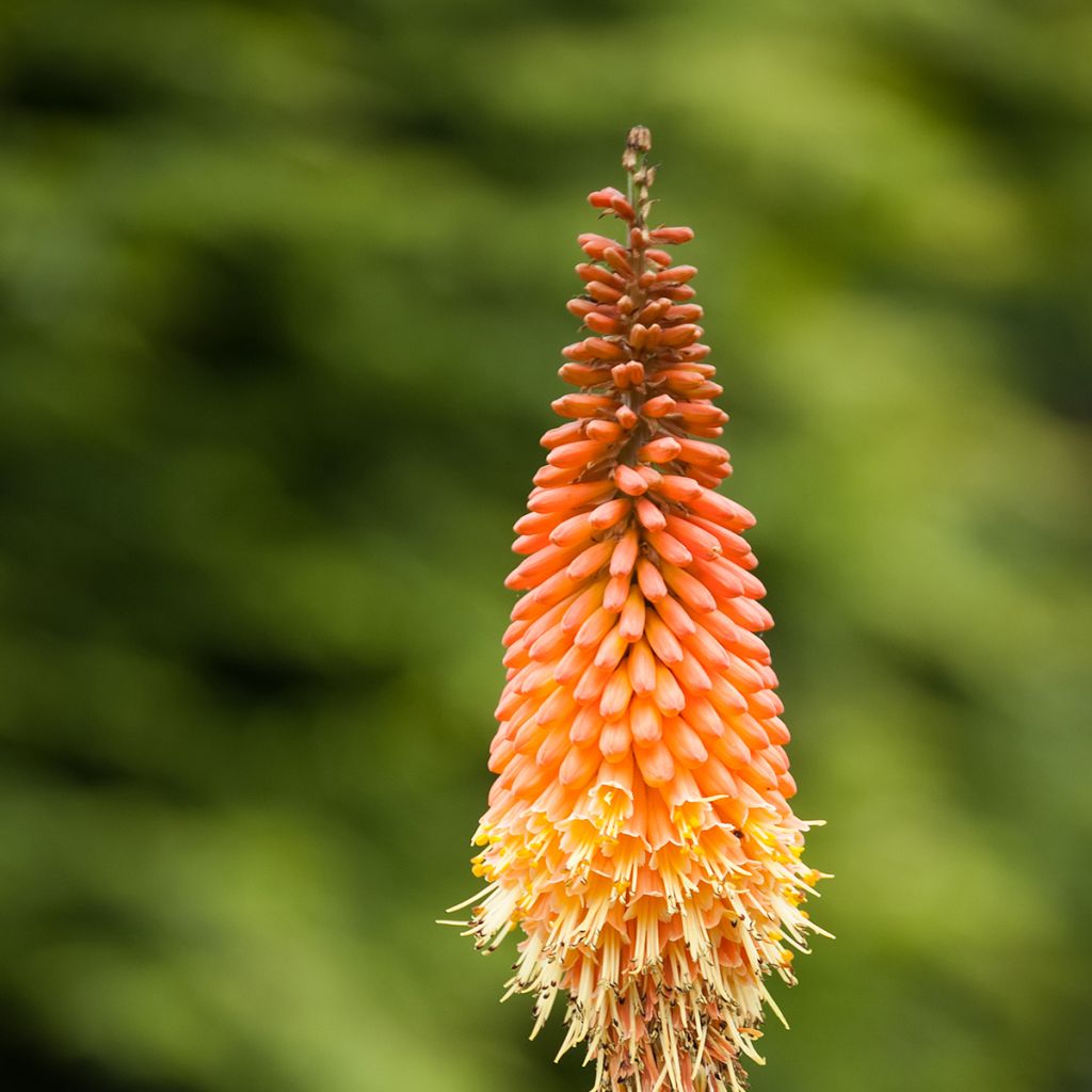 Fackellilie Royal Standard - Kniphofia