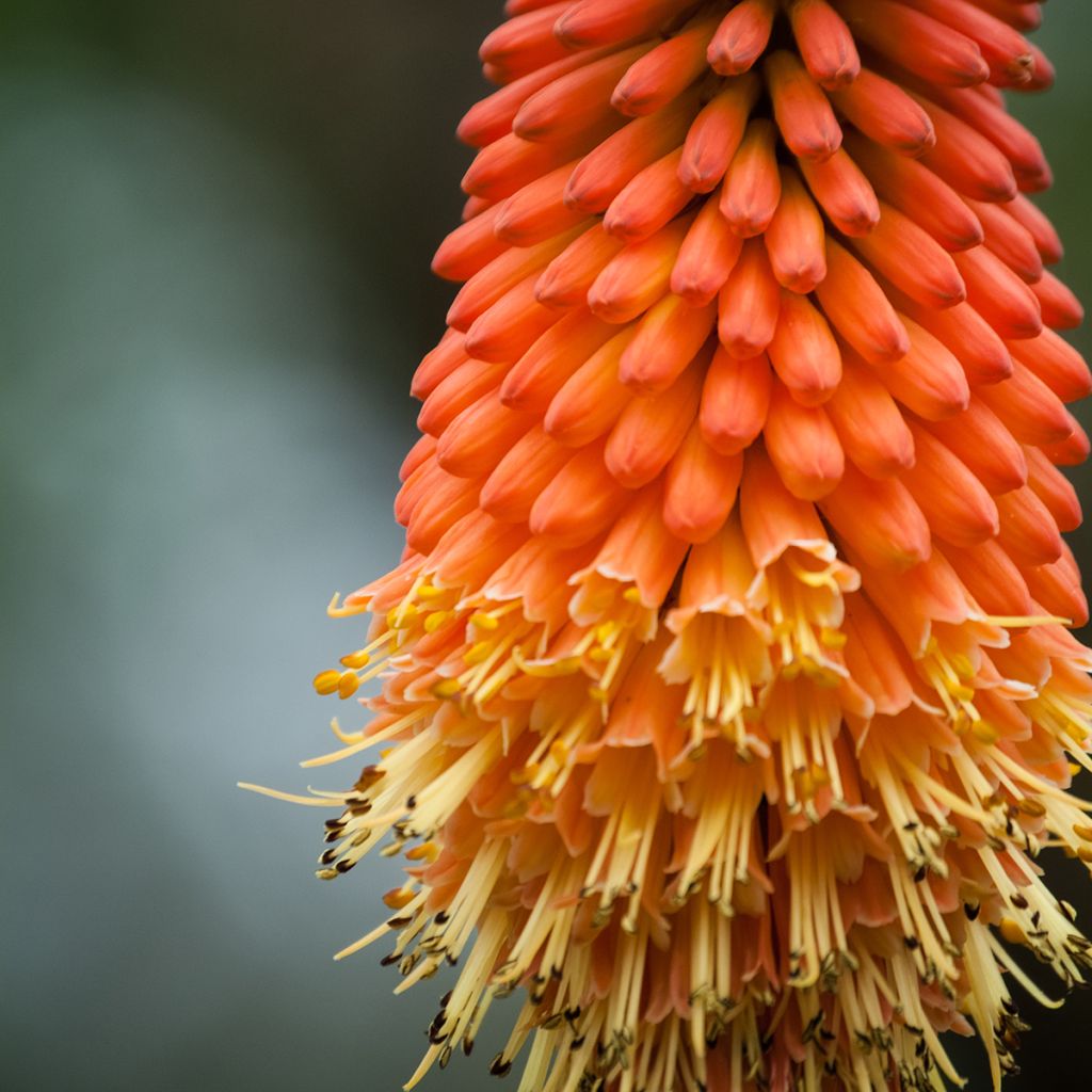 Fackellilie Royal Standard - Kniphofia