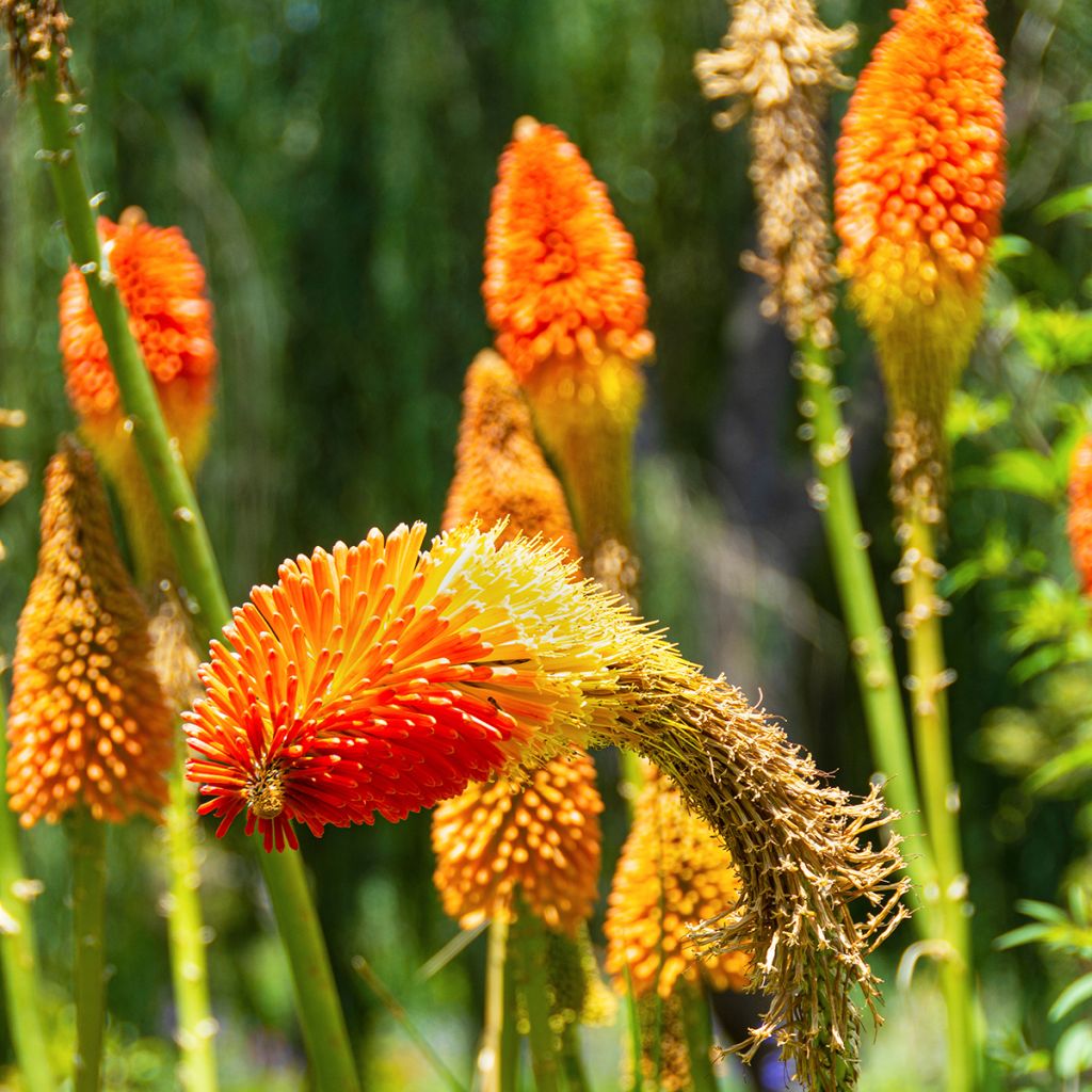 Fackellilie Royal Standard - Kniphofia