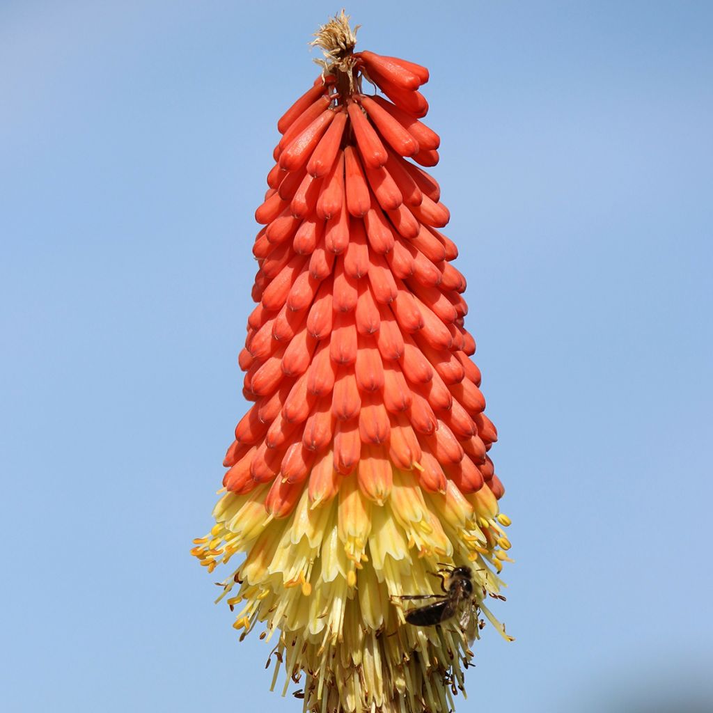 Tritoma - Kniphofia hybride Traffic Lights