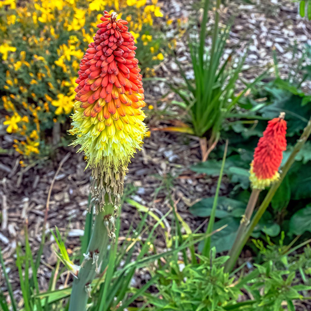 Tritoma - Kniphofia hybride Traffic Lights