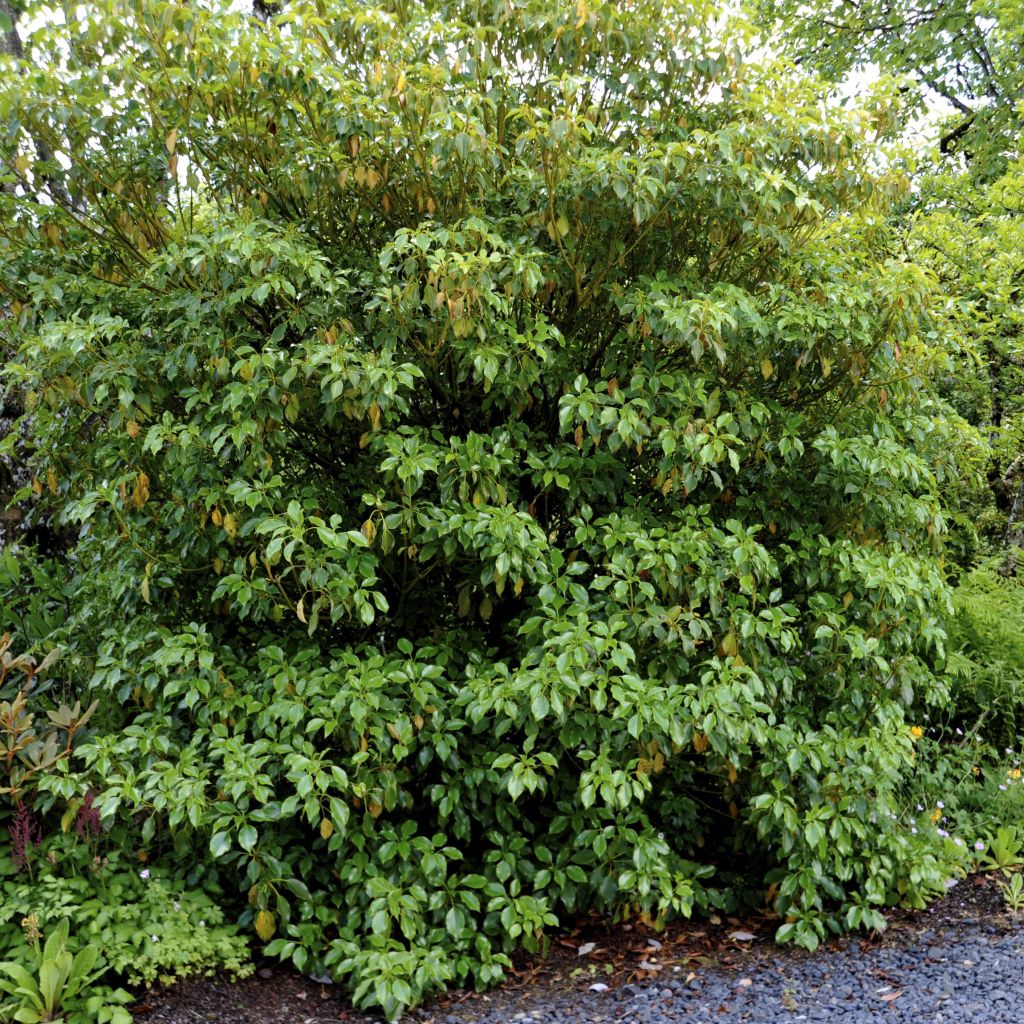 Trochodendron aralioides - Radbaum