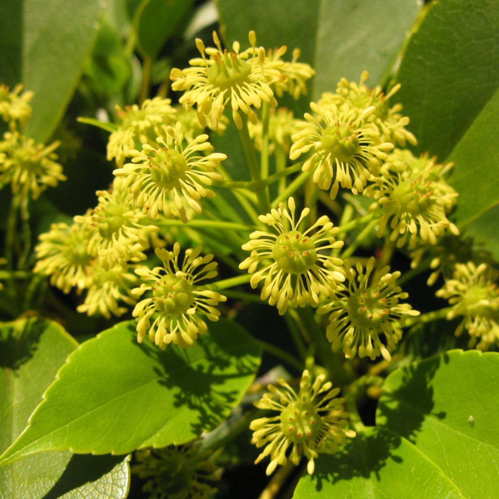 Trochodendron aralioides - Arbre aux roues