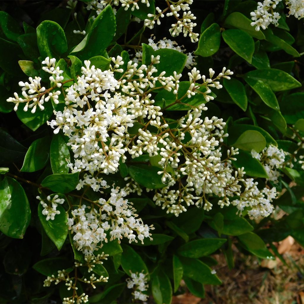 Japanischer Liguster - Ligustrum japonicum