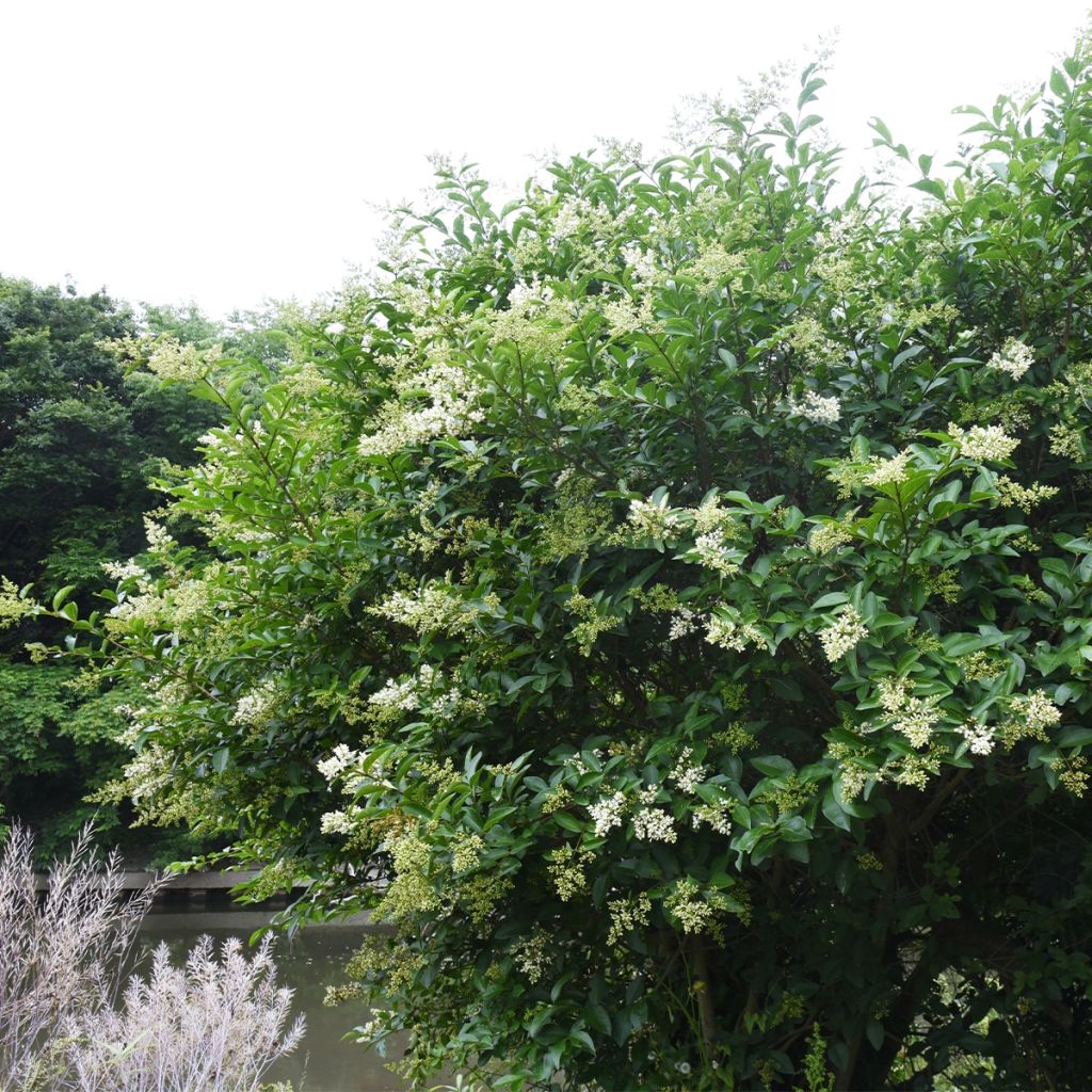 Troène du Japon - Ligustrum japonicum