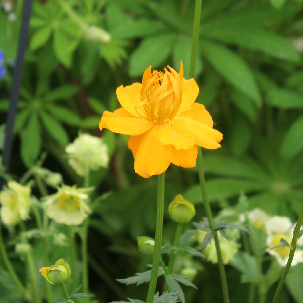 Chinesische Trollblume Golden Queen - Trollius chinensis