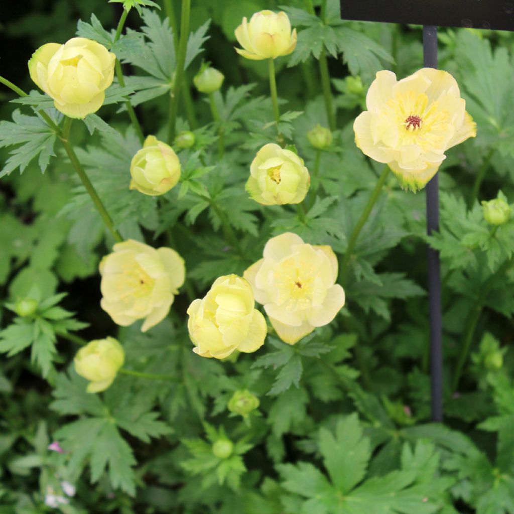 Trollblume Cheddar - Trollius