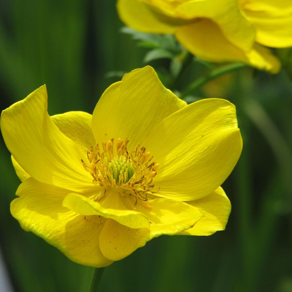 Kurzkronige Trollblume - Trollius stenopetalus