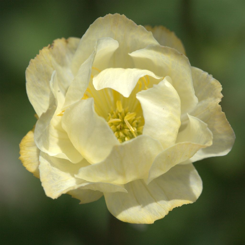 Trollblume Alabaster - Trollius