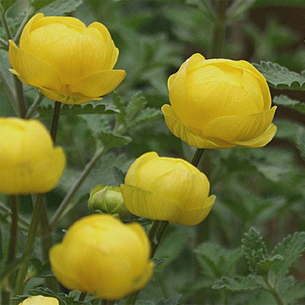 Trollblume Lemon Queen - Trollius