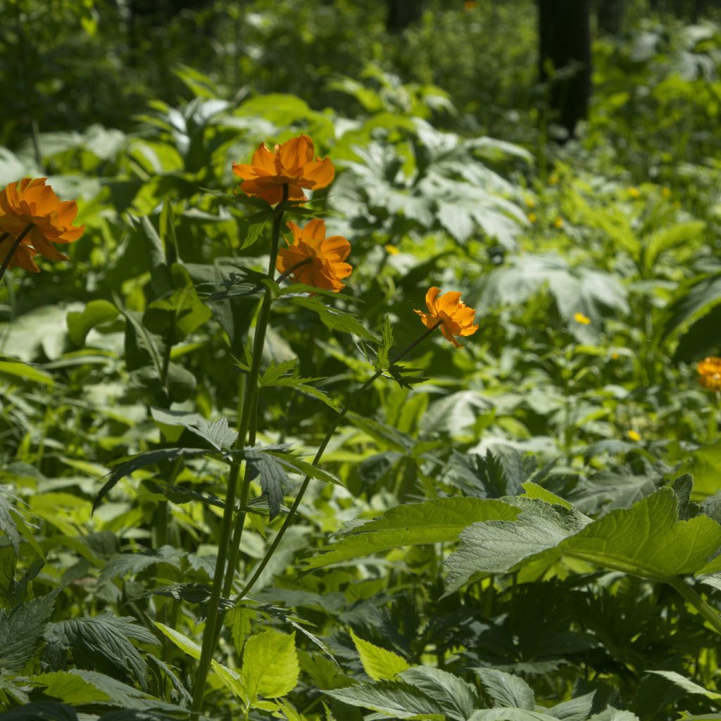 Trollius asiaticus - Trolle d'Asie