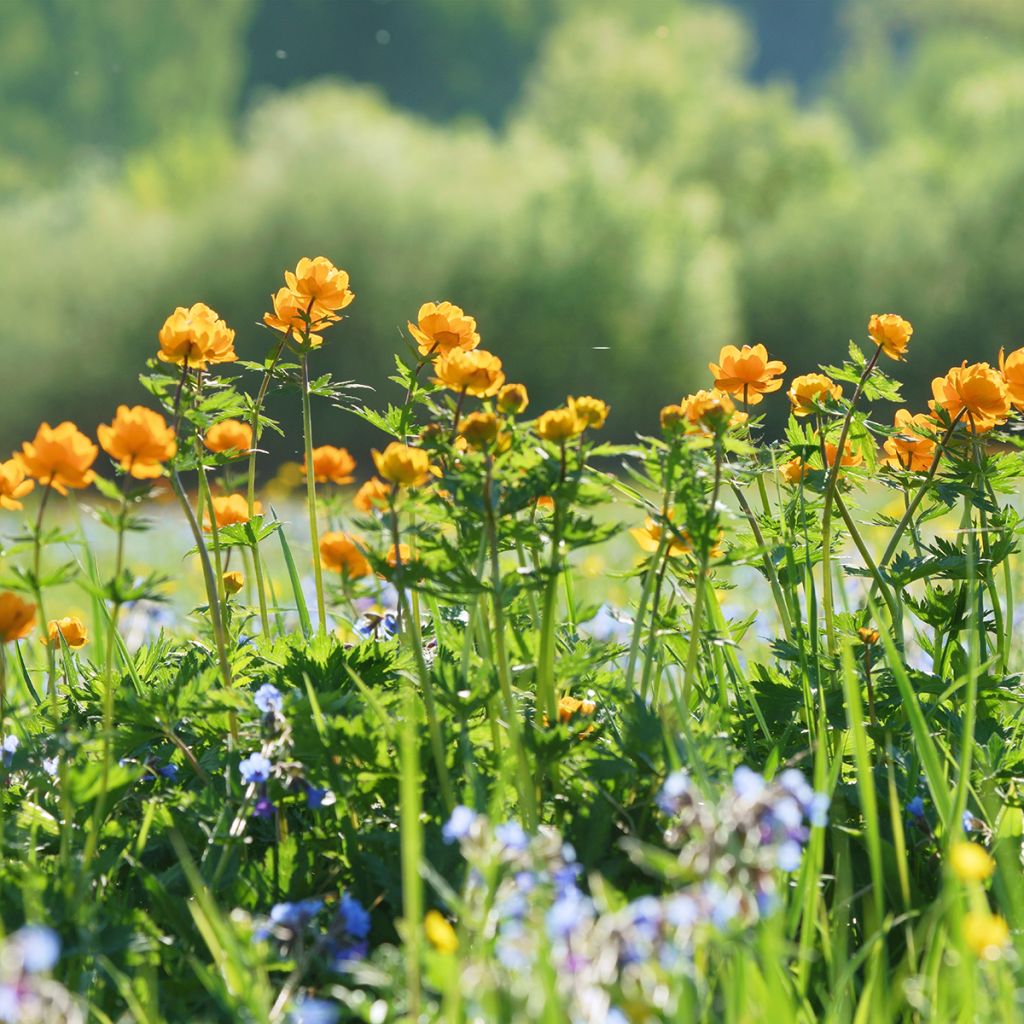 Asiatischer Trollblume - Trollius asiaticus