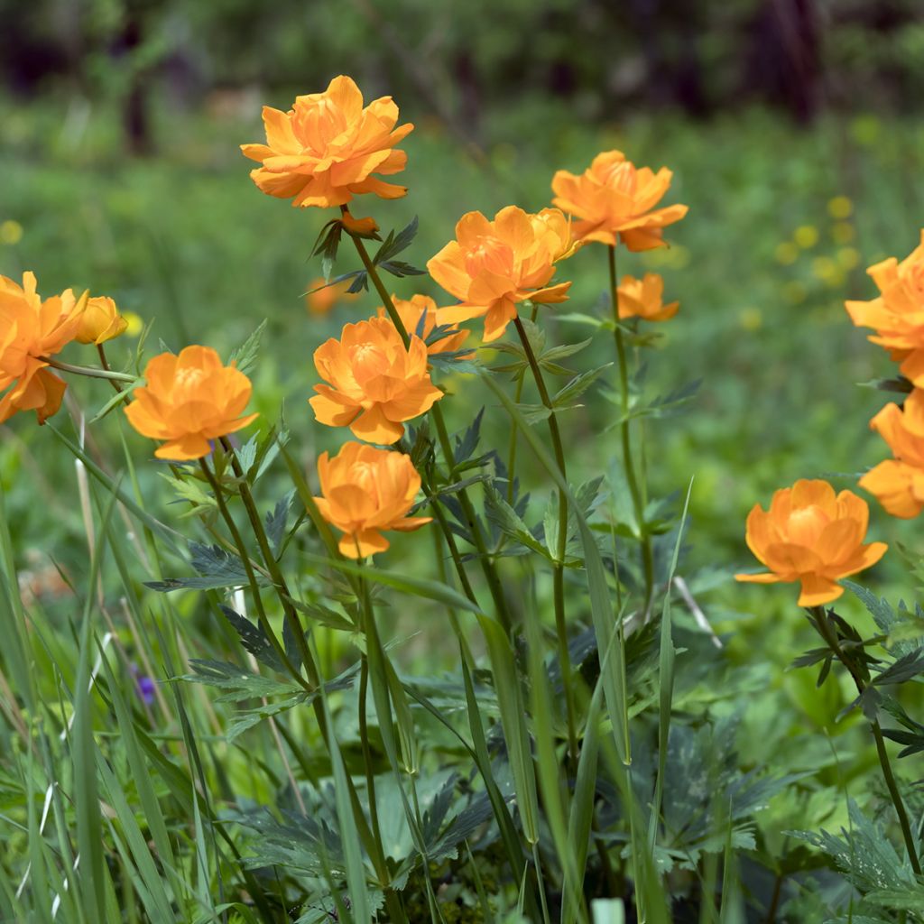 Asiatischer Trollblume - Trollius asiaticus