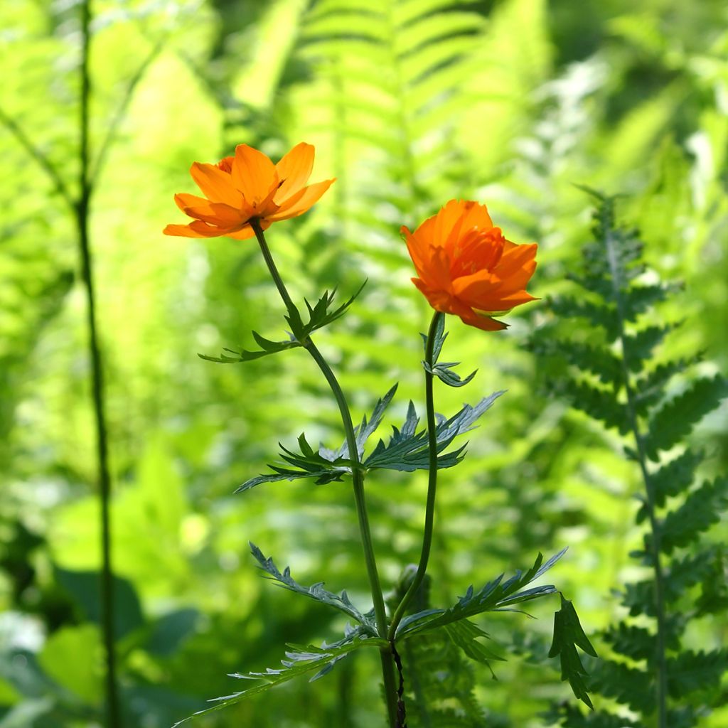 Asiatischer Trollblume - Trollius asiaticus