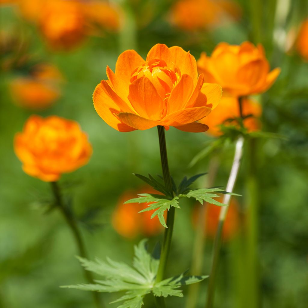 Asiatischer Trollblume - Trollius asiaticus