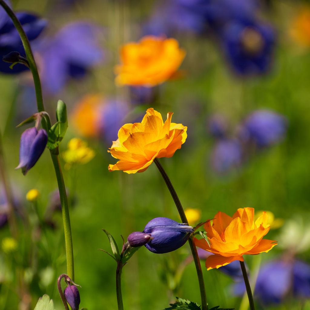 Asiatischer Trollblume - Trollius asiaticus