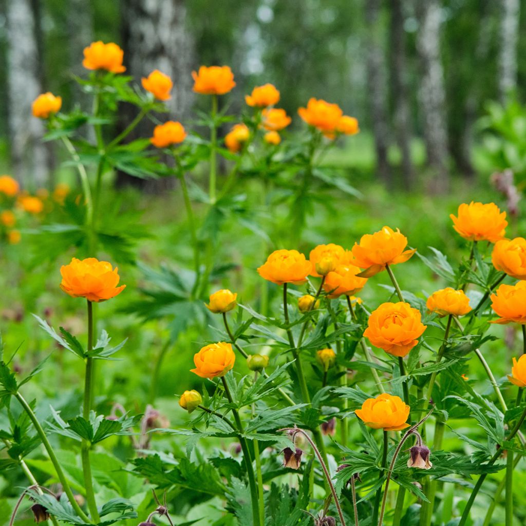 Asiatischer Trollblume - Trollius asiaticus