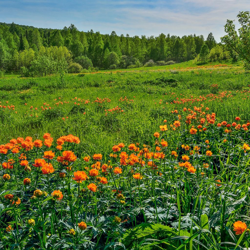 Asiatischer Trollblume - Trollius asiaticus