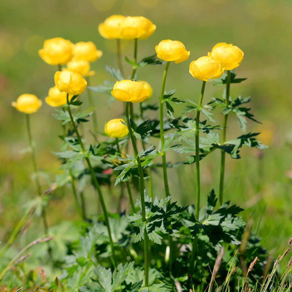 Europäische Trollblume - Trollius europaeus