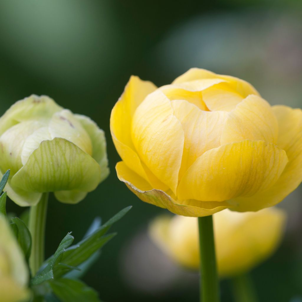 Europäische Trollblume - Trollius europaeus