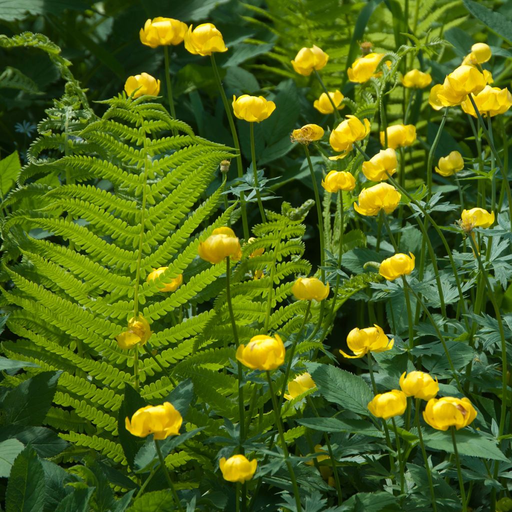 Europäische Trollblume - Trollius europaeus