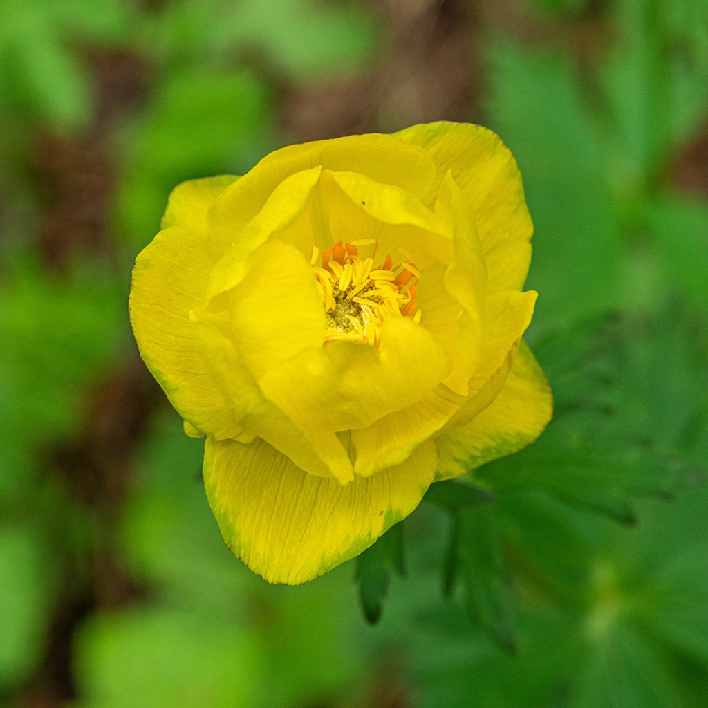 Europäische Trollblume - Trollius europaeus