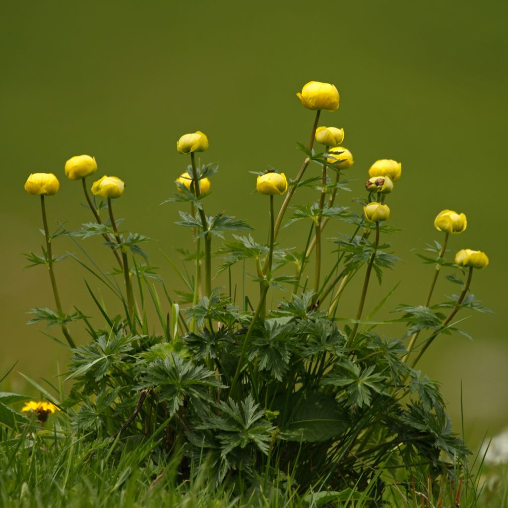 Europäische Trollblume - Trollius europaeus