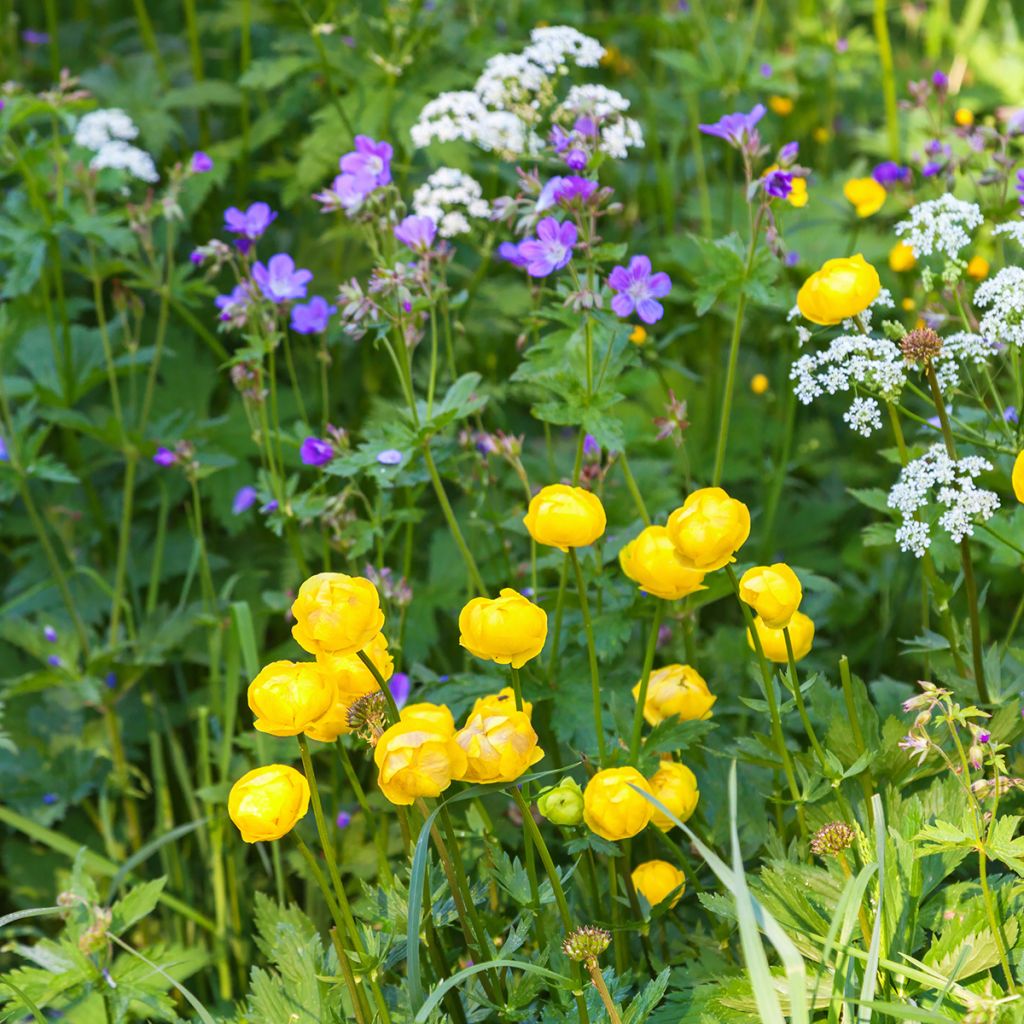 Europäische Trollblume - Trollius europaeus