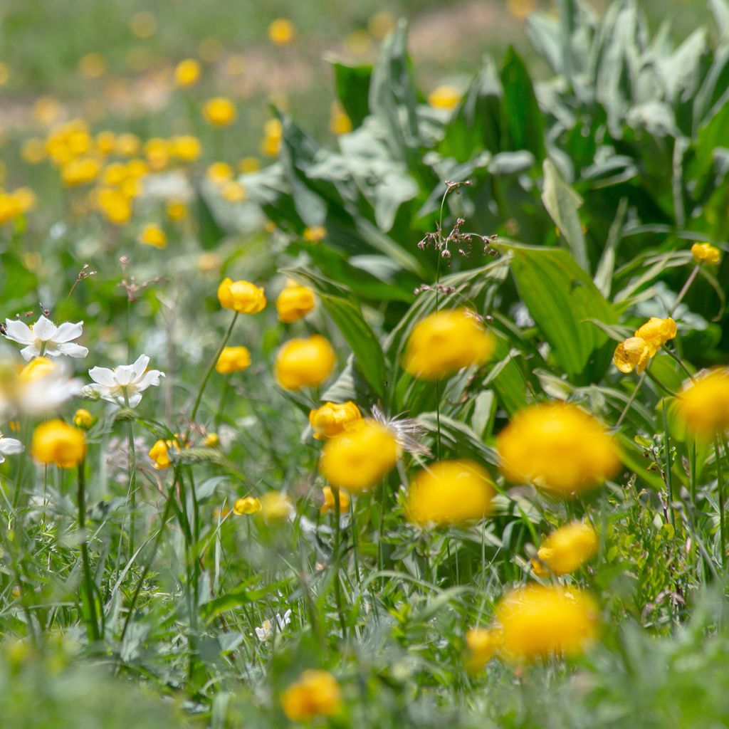 Europäische Trollblume - Trollius europaeus