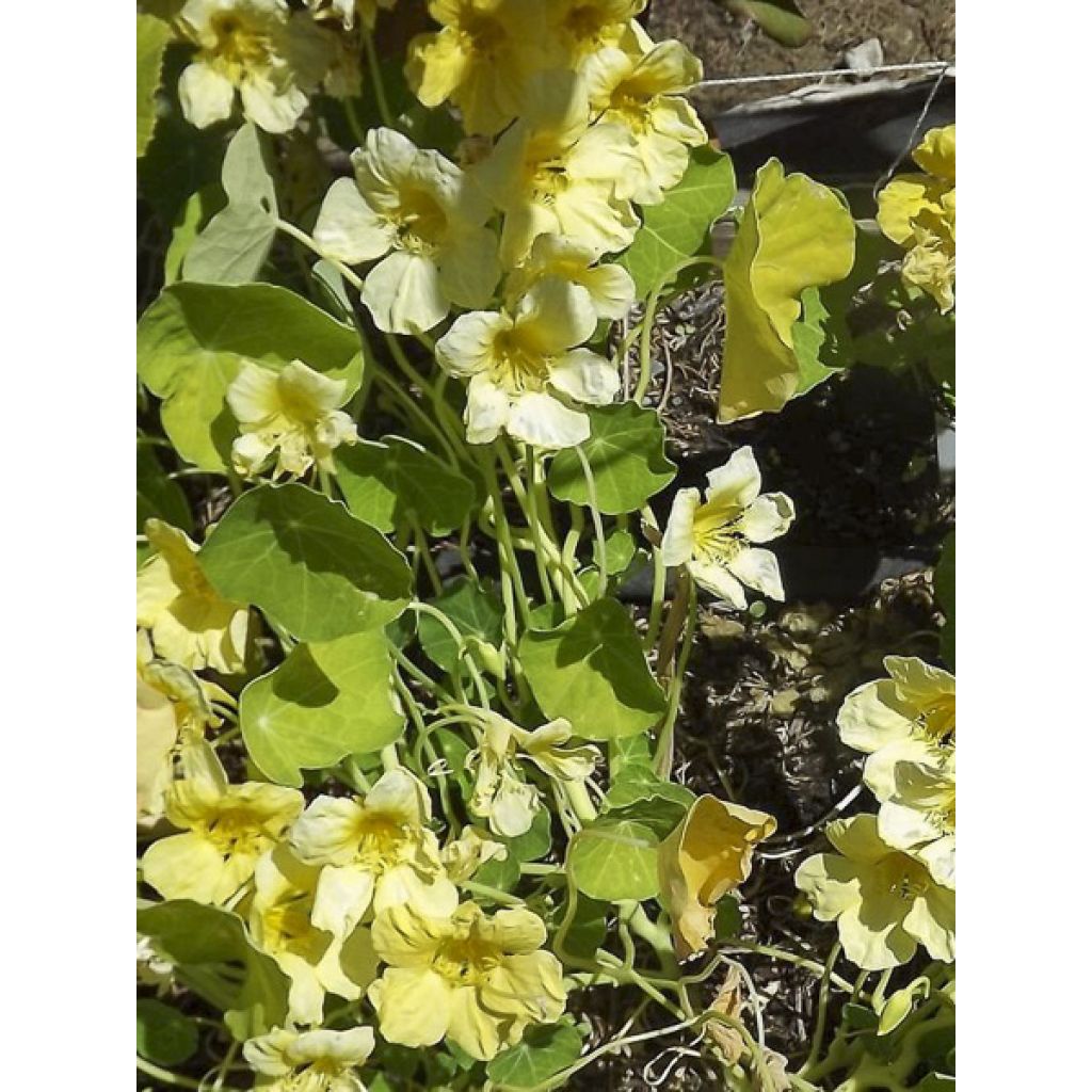 Kapuzinerkresse Moonlight - Tropaeolum lobbianum