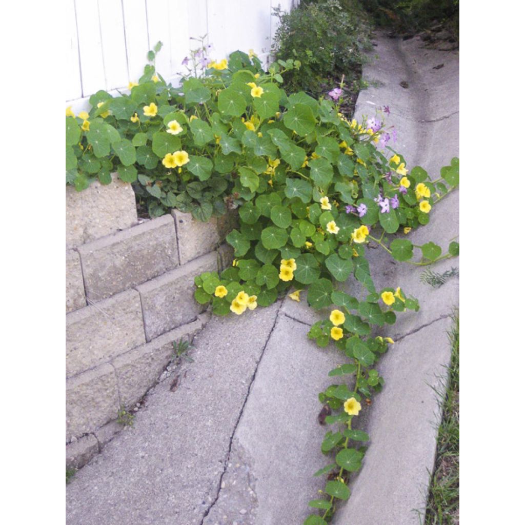 Kapuzinerkresse Moonlight - Tropaeolum lobbianum