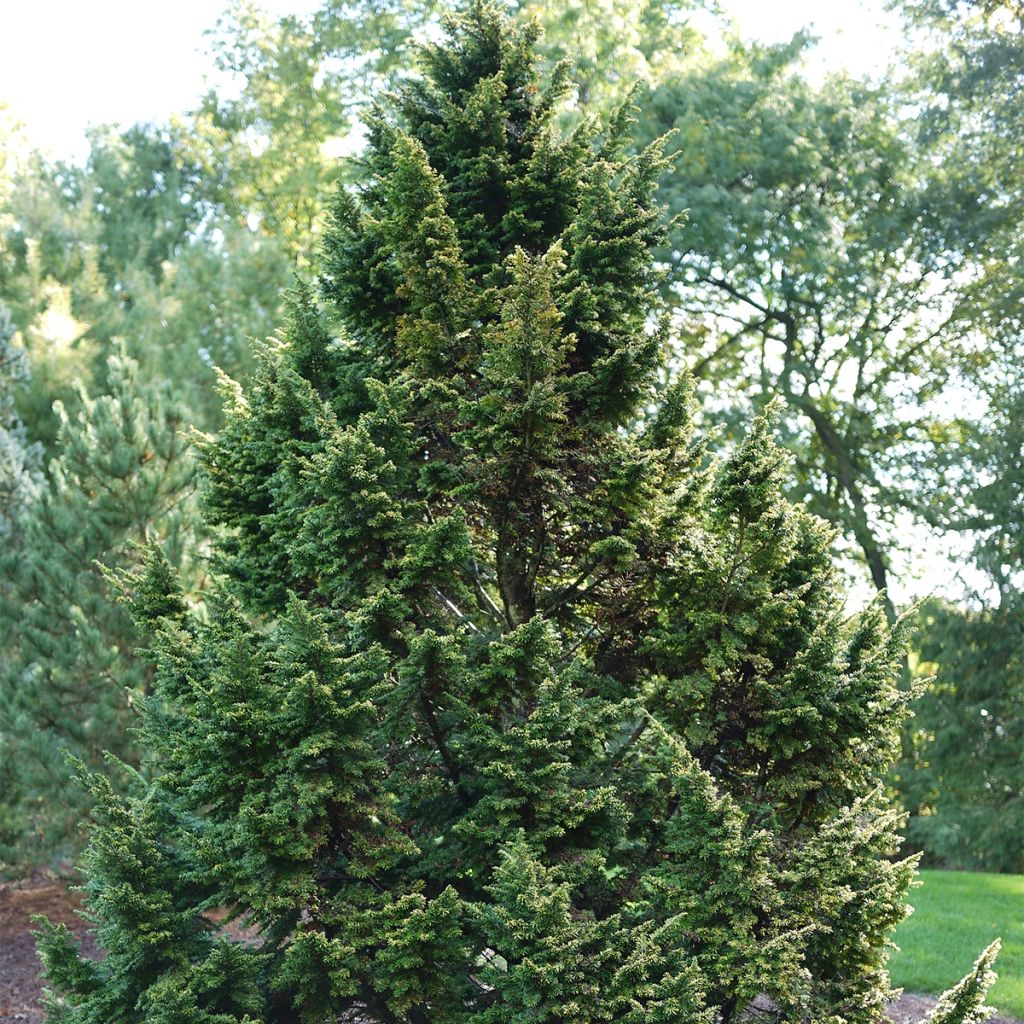 Tsuga canadensis - Hemlockstanne