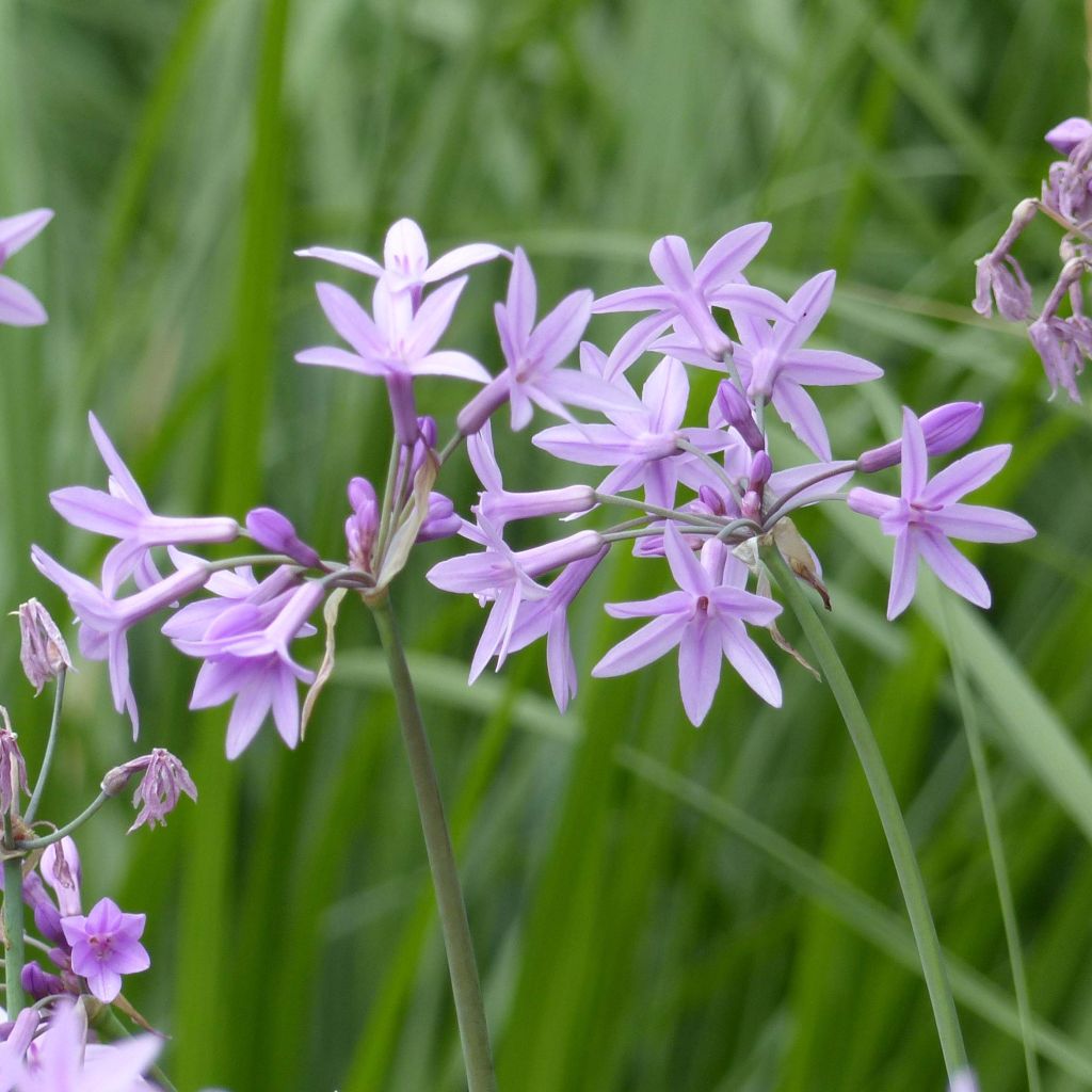 Tulbaghia violacea