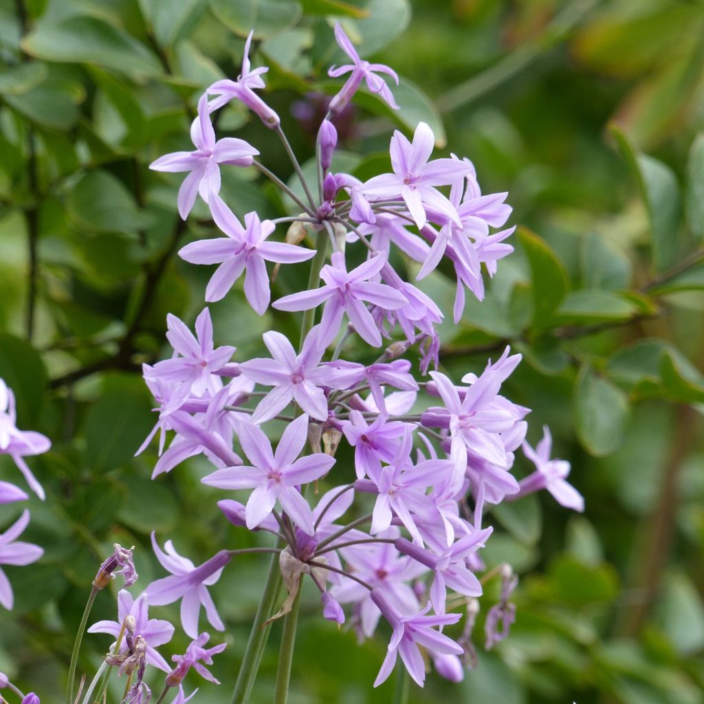 Tulbaghia violacea - Tulbaghie