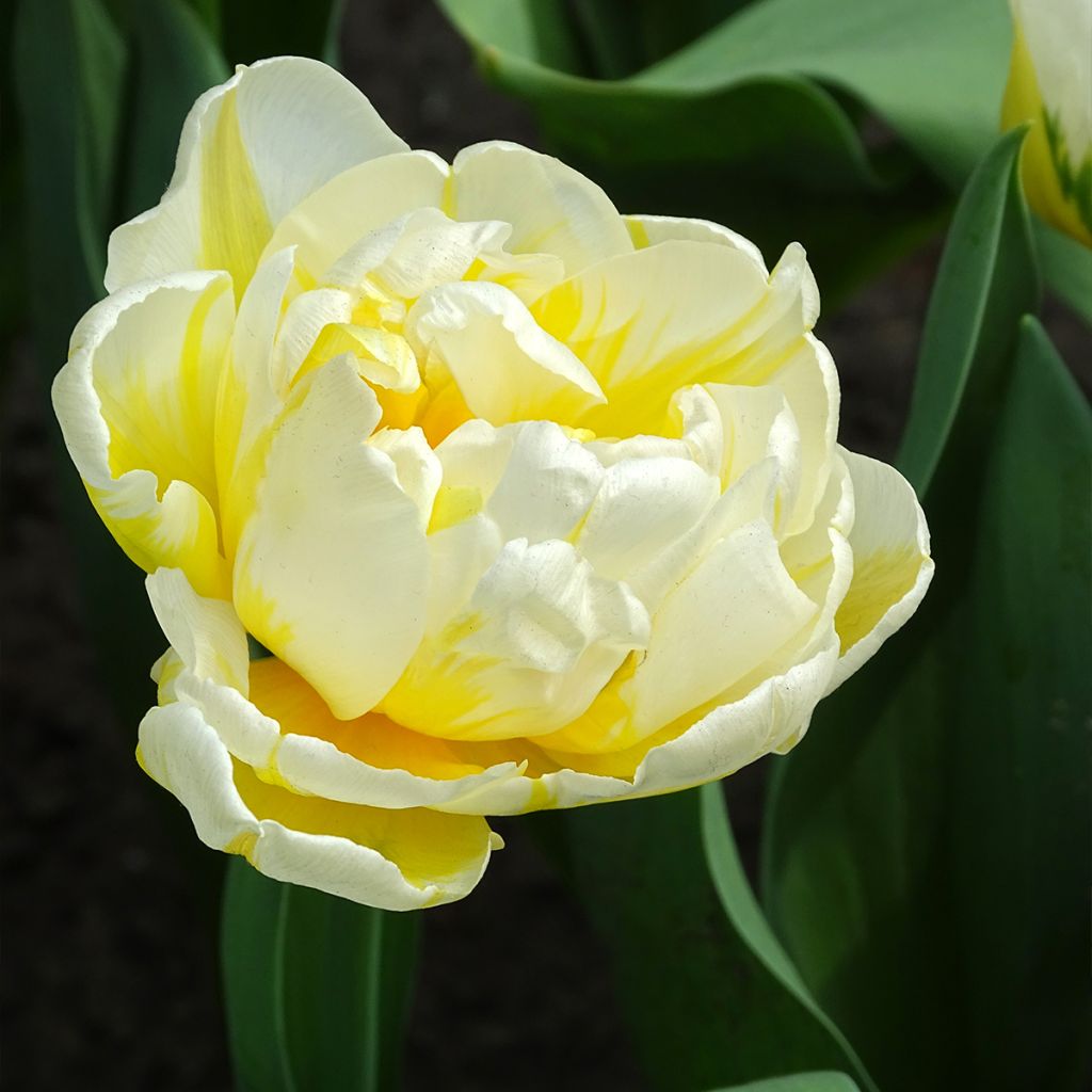 Frühe Gefüllte Tulpe Flaming Evita