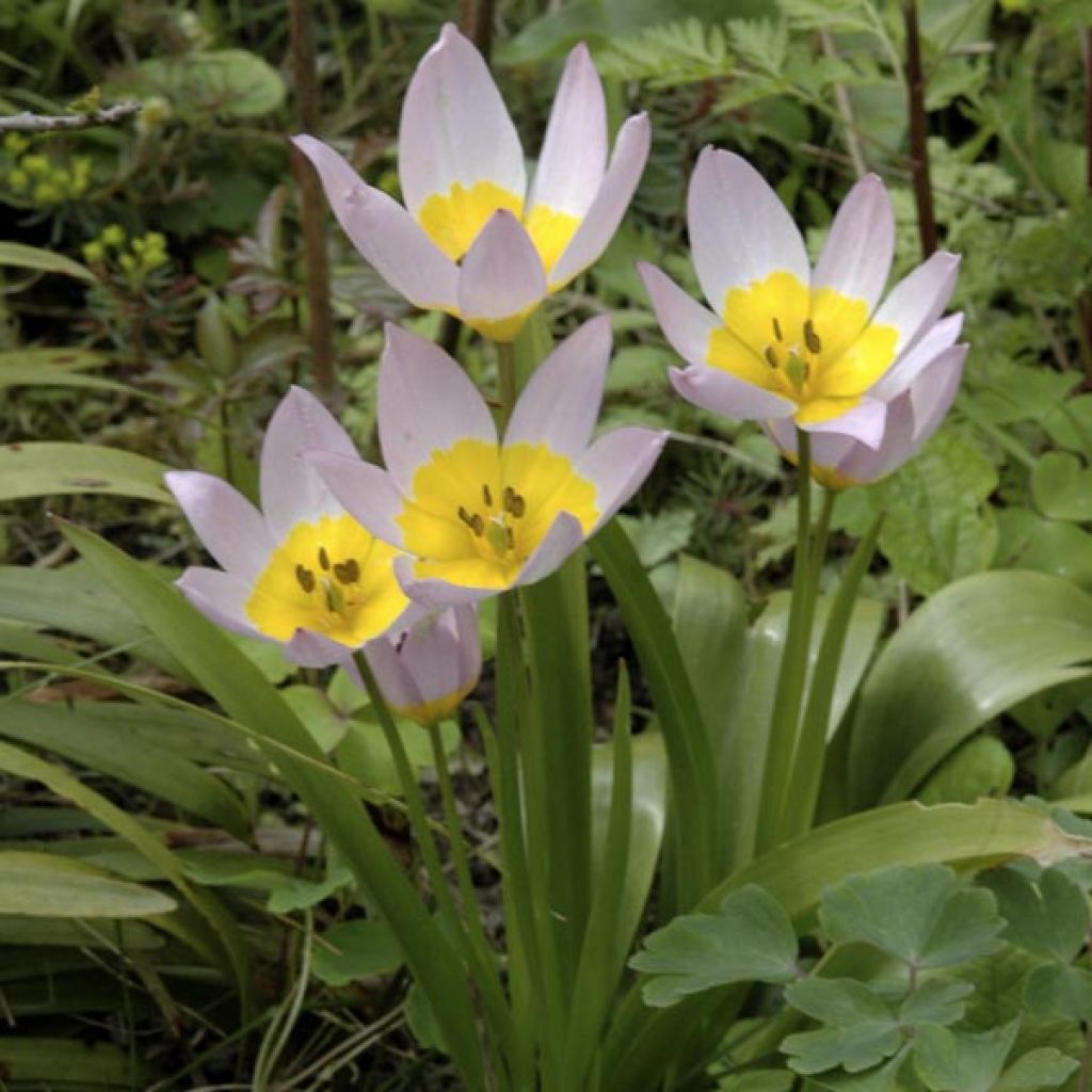 Tulipa bakeri Lilac Wonder - Felsen-Tulpe