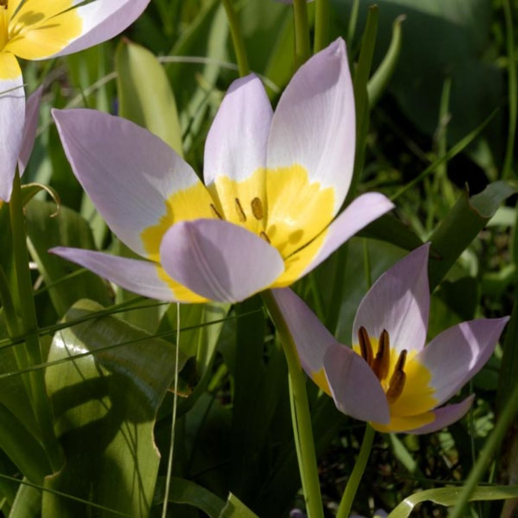 Tulipe Botanique bakeri Lilac Wonder