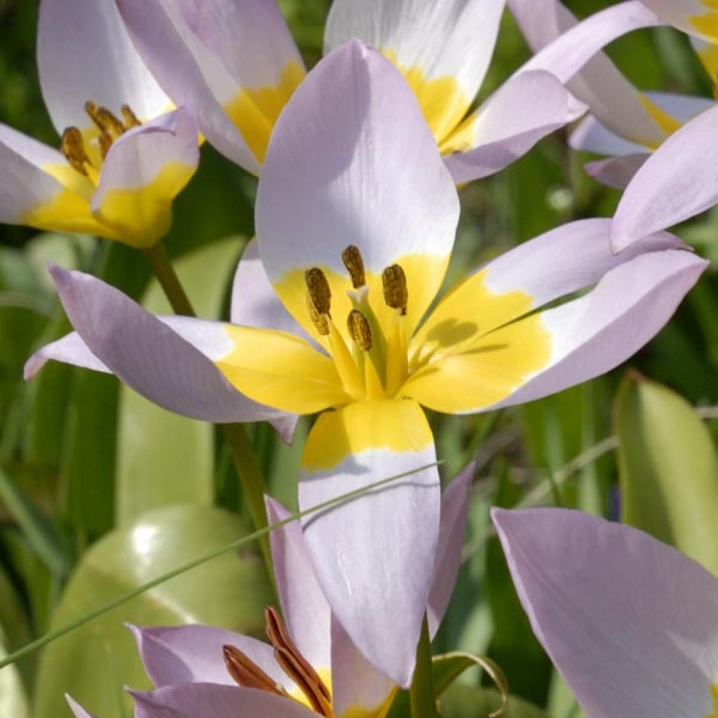 Tulipa saxatilis - Felsen-Tulpe