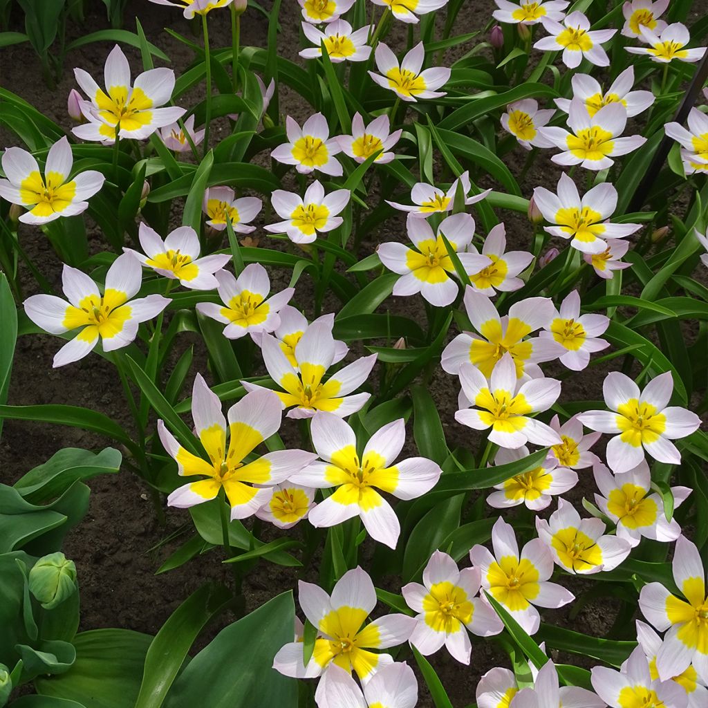 Tulipa bakeri Lilac Wonder - Felsen-Tulpe