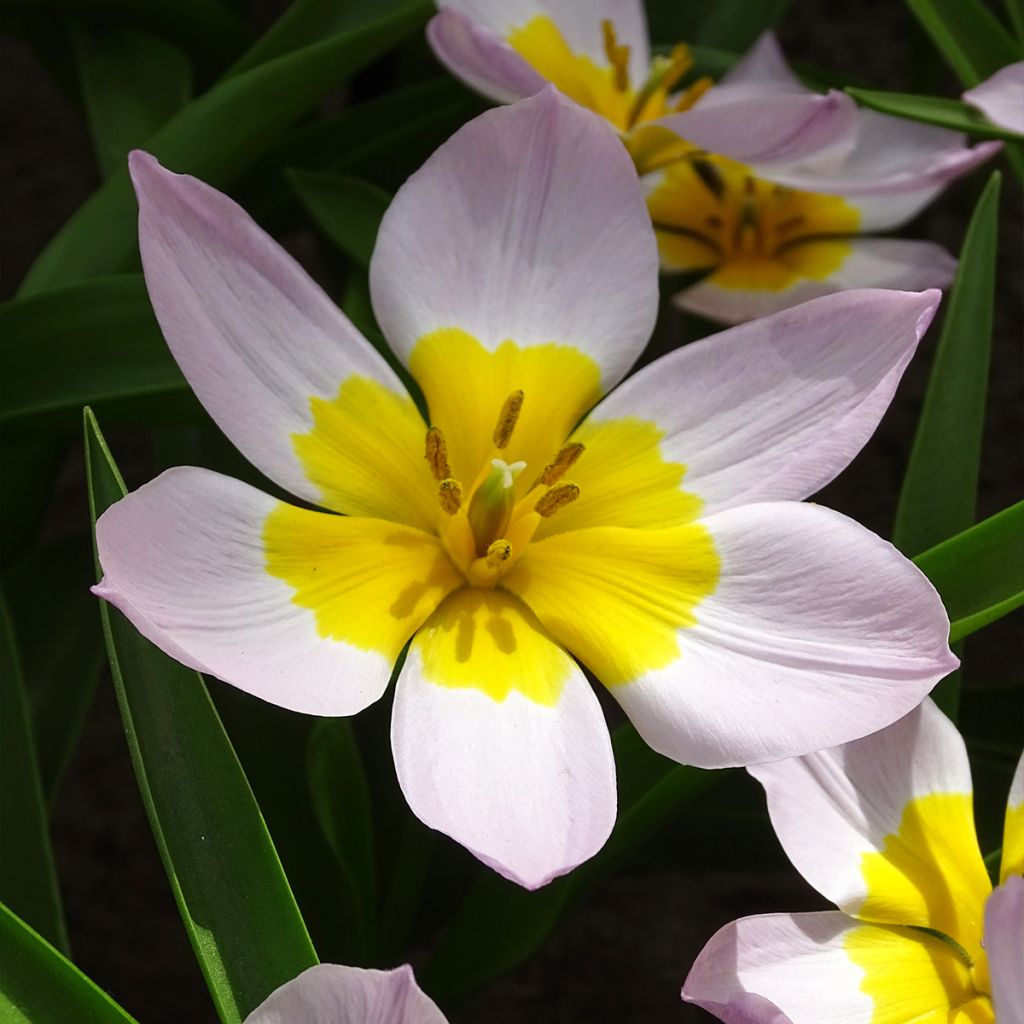 Tulipa bakeri Lilac Wonder - Felsen-Tulpe