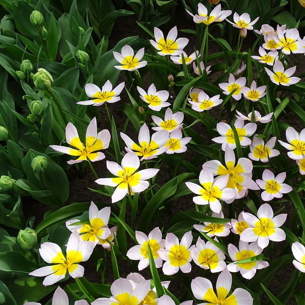 Tulipa bakeri Lilac Wonder - Felsen-Tulpe