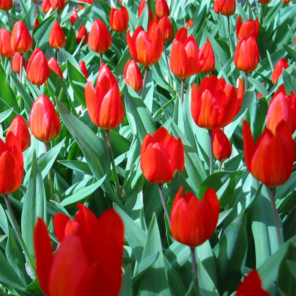 Tulipa praestans Fusilier - Vortreffliche Tulpe