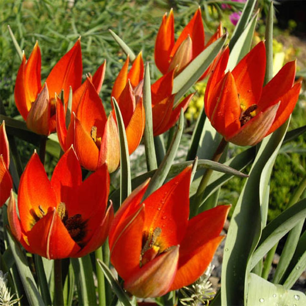 Tulipa whittallii - Whittalls Tulpe